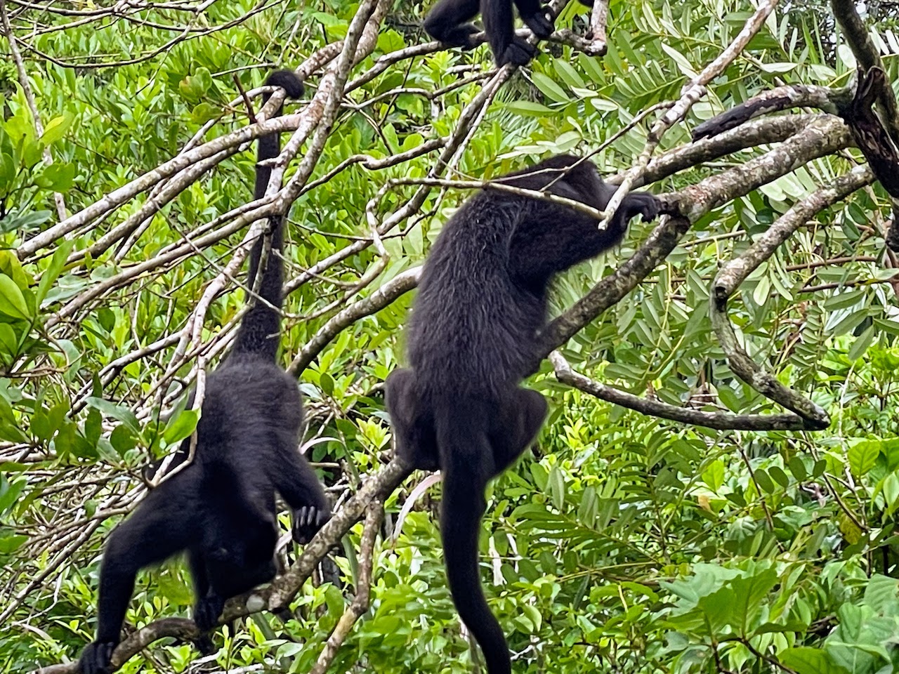 The Belize Zoo