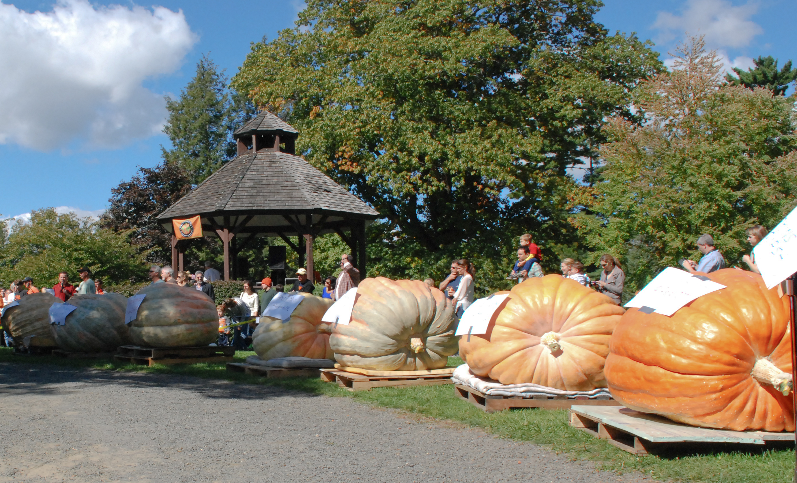 Ridgefield's Annual Giant Pumpkin Weigh Off